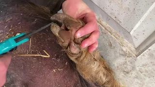 Hoof Trimming a Kunekune