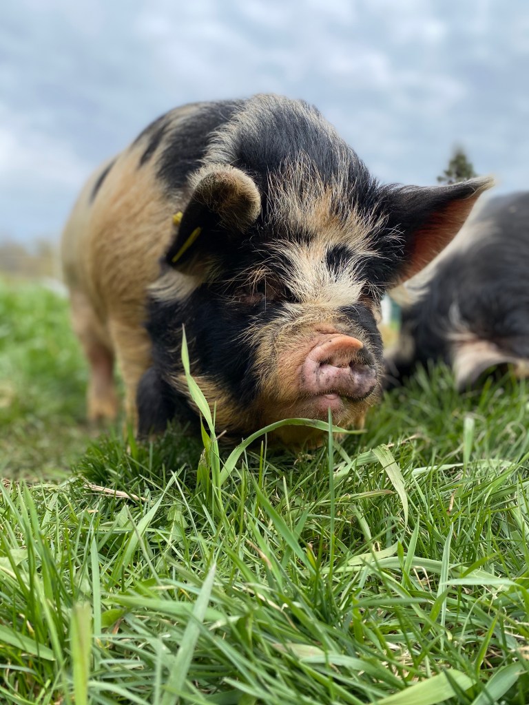 Kunekune Pig grazing