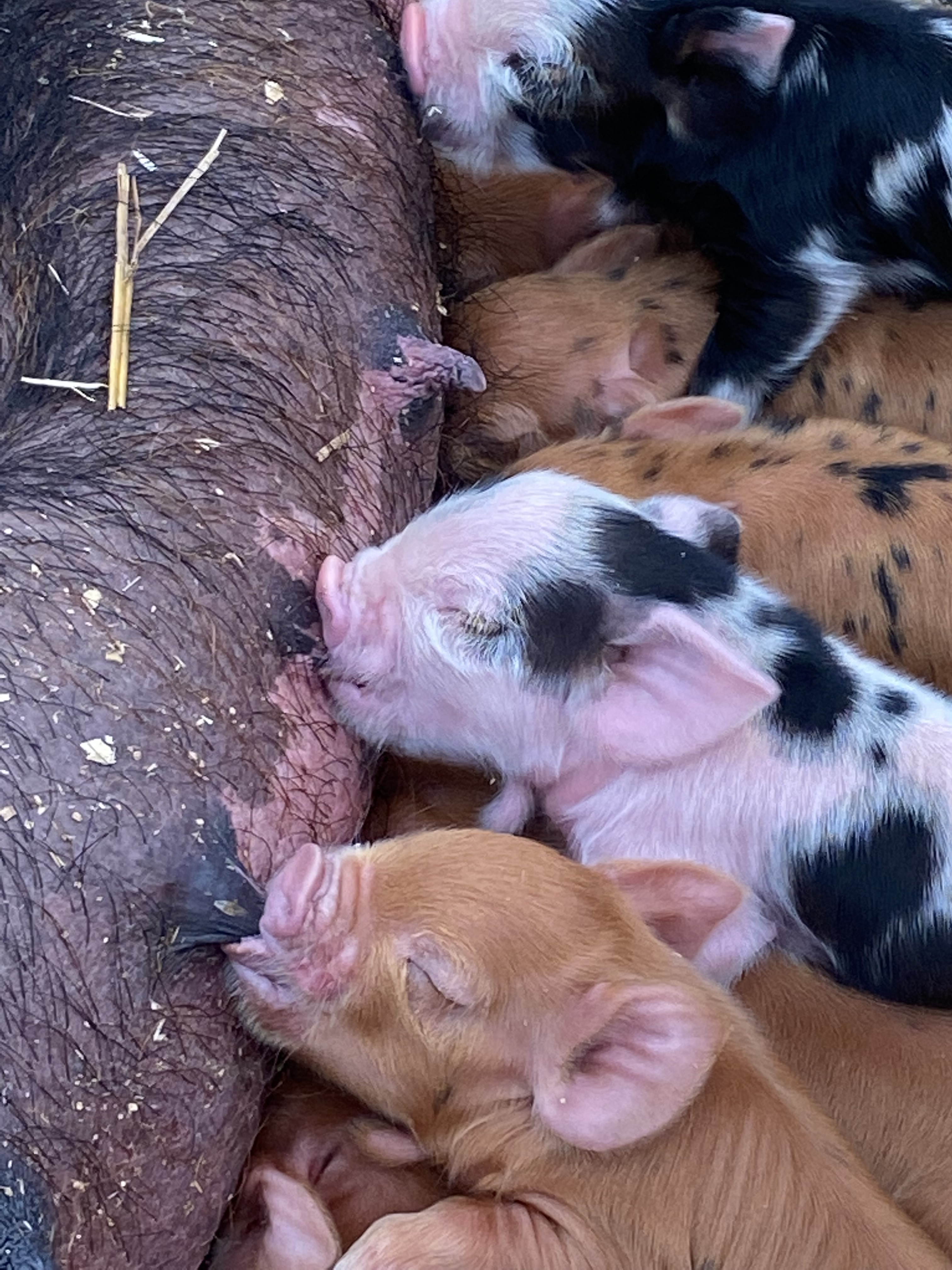 Kunekune piglets nursing