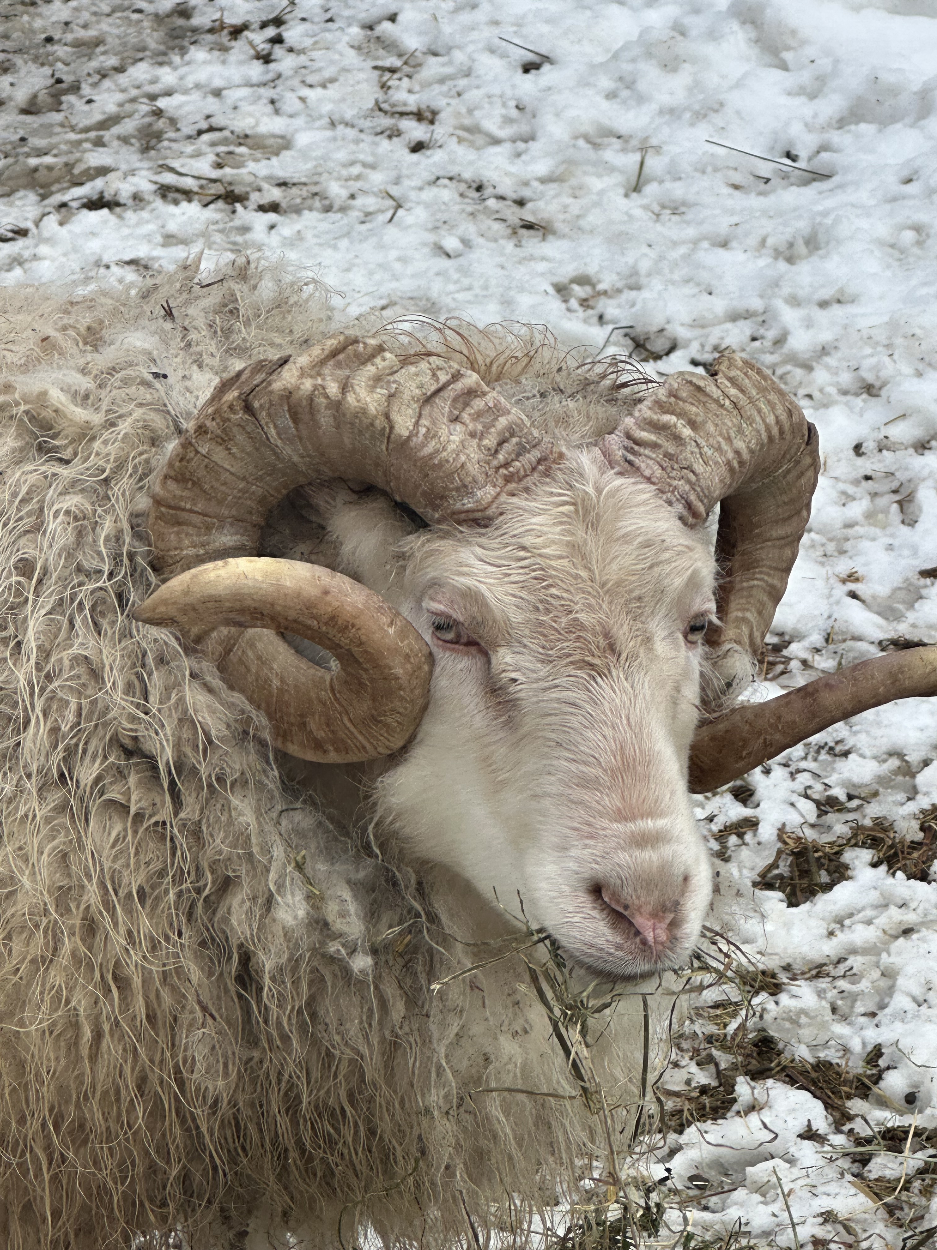 Icelandic Ram in the snow